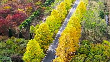 4K航拍秋天风景公路两旁五彩树林缤纷秋色视频的预览图